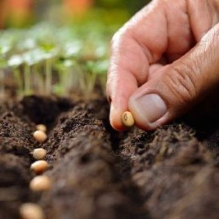 Semer et planter en pleine terre
